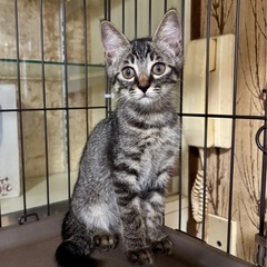 キジトラ　女の子