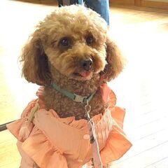 譲渡会参加　トイプードル