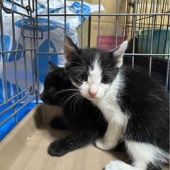 7匹兄妹①白黒メス