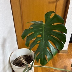 モンステラ　大きめの画像