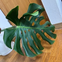 モンステラ　大きめの画像