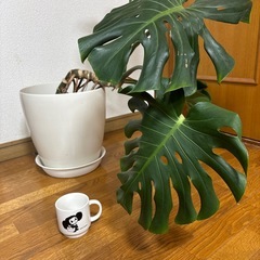モンステラ　大きめの画像