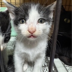 7匹兄妹②白黒オス