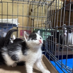 7匹兄妹③白黒オス