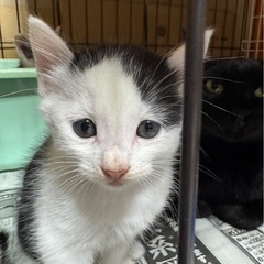 7匹兄妹④白黒オス