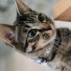 【沈香茶（とのちゃ）】シャイで優しい・ブラウンタビー・男の子