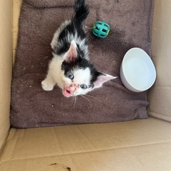 子猫の画像
