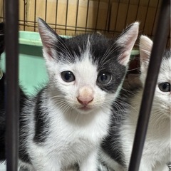 7匹兄妹⑤白黒オス