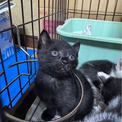7匹兄妹⑥黒ネコ　メス