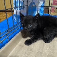 7匹兄妹⑦黒ネコ　女の子