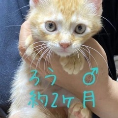 🎃ハロウィン子猫祭り‼️２日間連続開催‼️第１回👻１０月１８日(...