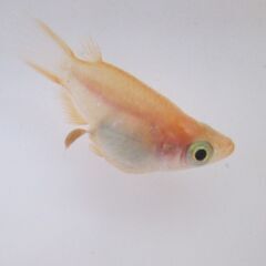 ダルマメダカ　5匹　画像はお渡しする現物です。の画像