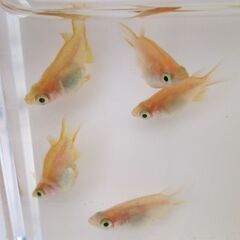 ダルマメダカ　5匹　画像はお渡しする現物です。の画像