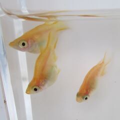 ダルマメダカ　5匹　画像はお渡しする現物です。の画像