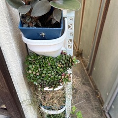 交渉中　多肉植物いろいろいろいろの画像