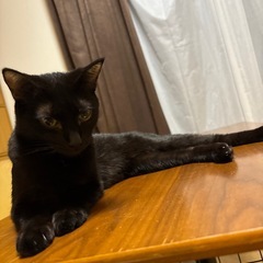 ずっとの家族募集