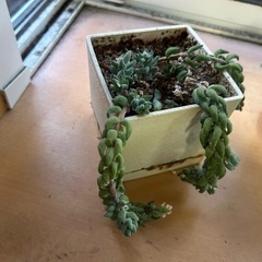多肉植物　玉つづりの画像