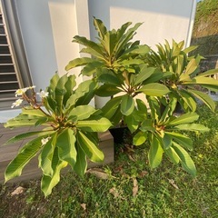 プルメリア　苗🌱の画像