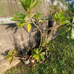 プルメリア　苗🌱の画像