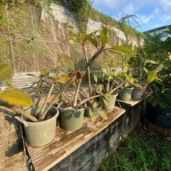 プルメリア　苗🌱の画像