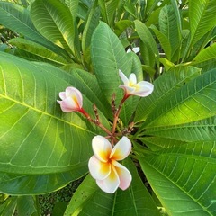 プルメリア　苗🌱の画像