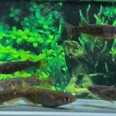 【メダカ】オランジェ　３Ｐの画像