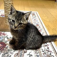【リーダー♂】おっとりしたキジ虎猫／生後２ヶ月
