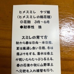 山野草　姫菫田鶴姫　タヅ姫の画像