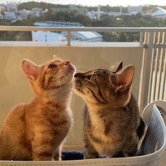 めちゃ可愛い茶トラとキジ猫、ペットドライヤー(６万円相当)…