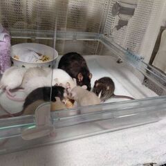 ファンシーラット