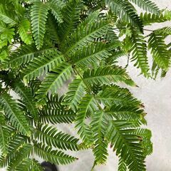 【観葉植物専門】プテリス　フォーレイ 状態確認願いますの画像