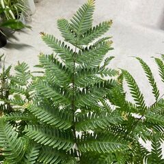 【観葉植物専門】プテリス　フォーレイ 状態確認願いますの画像