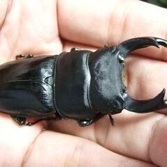 佐賀県産オオクワガタ F11 ♂67ミリの画像