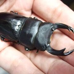 佐賀県産オオクワガタ F11 ♂67ミリの画像