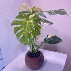 植物モンステラ・タイ・コンステレーション植え替え不要！の画像