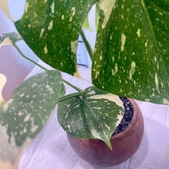 植物モンステラ・タイ・コンステレーション植え替え不要！の画像