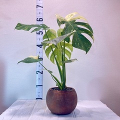 植物モンステラ・タイ・コンステレーション植え替え不要！の画像