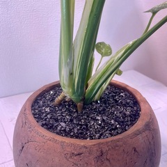 植物モンステラ・タイ・コンステレーション植え替え不要！の画像