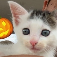 🎃ハロウィン子猫祭り‼️２日間連続開催‼️第１回👻１０月１８日(...