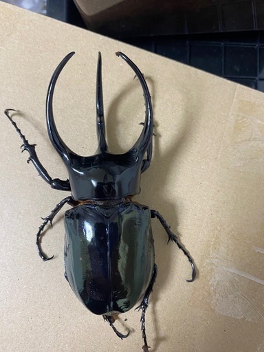 大型コーカサスオオカブト128ミリ ♂単品　　ヘラクレス
