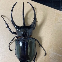 大型コーカサスオオカブト♂単品　　の画像
