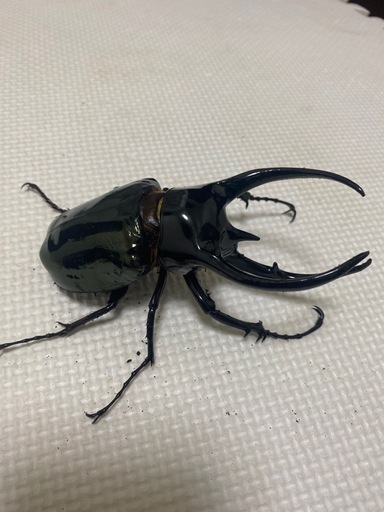 大型コーカサスオオカブト128ミリ ♂単品　　ヘラクレス
