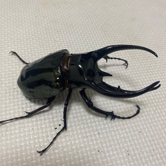 大型コーカサスオオカブト♂単品　　の画像