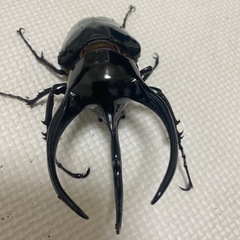 大型コーカサスオオカブト♂単品　　の画像