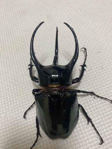 大型コーカサスオオカブト128ミリ ♂単品　　ヘラクレス