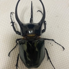 大型コーカサスオオカブト♂単品　　の画像