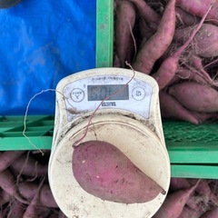 さつま芋　新物(紅はるか) 小芋、細芋　10Kg 1袋
[a]  の画像