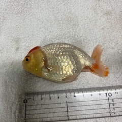らんちゅう３匹セット五千円の画像