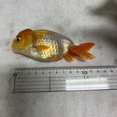 らんちゅう３匹セット五千円の画像