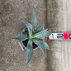 アガベ アメリカーナ④の画像